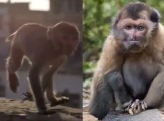 Regenerating a video from PlanetEarth using BigGAN